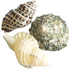 Perlen aus ganzen Muscheln